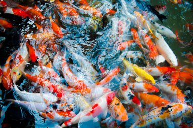 Koi veya sazan Çince balık suda