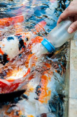 Çiftlikte Koi balığını süt şişesiyle beslemek