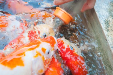 Çiftlikte Koi balığını süt şişesiyle beslemek