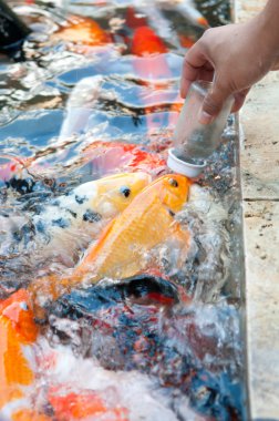 Çiftlikte Koi balığını süt şişesiyle beslemek