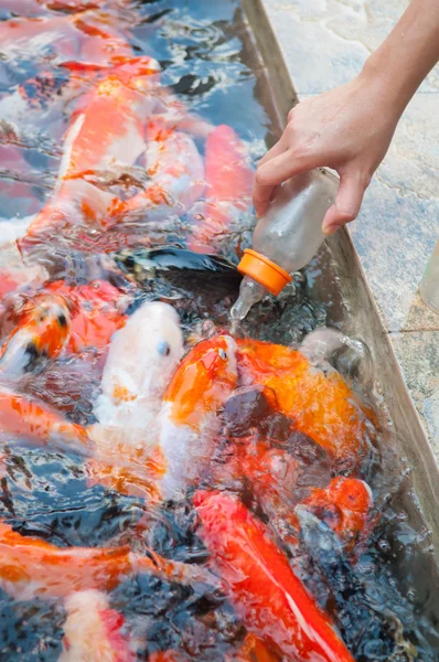 Alimentazione del pesce Koi con bottiglia di latte in azienda — Foto Stock