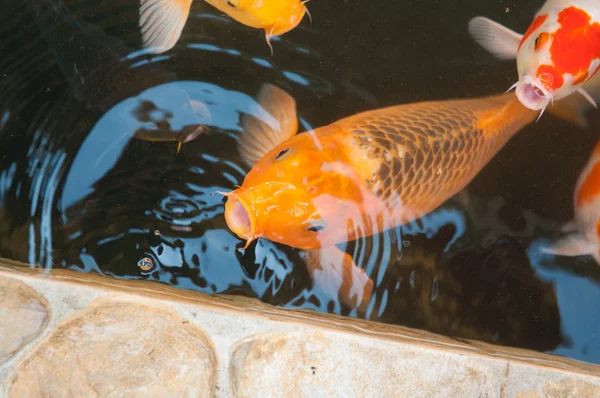 Peixe chinês Koi ou carpa em água — Fotografia de Stock