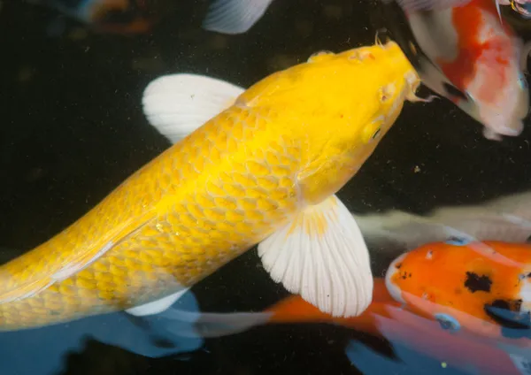 Koi o carpa de pescado chino en el agua — Foto de Stock