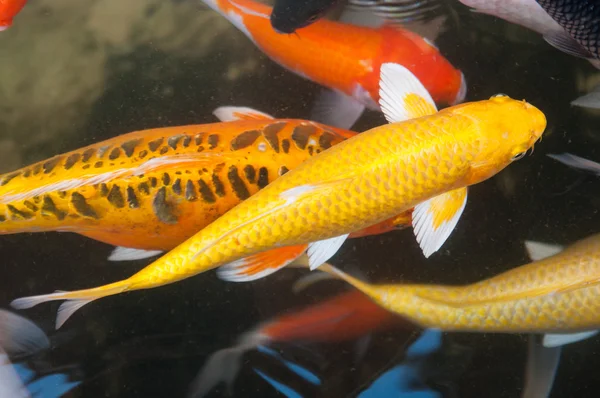 Koi o carpa de pescado chino en el agua — Foto de Stock