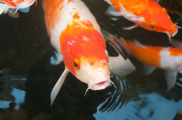 Peixe chinês Koi ou carpa em água — Fotografia de Stock