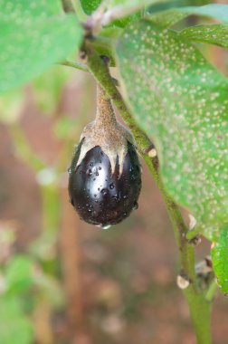Patlıcan meyve bahçesinde büyüyen