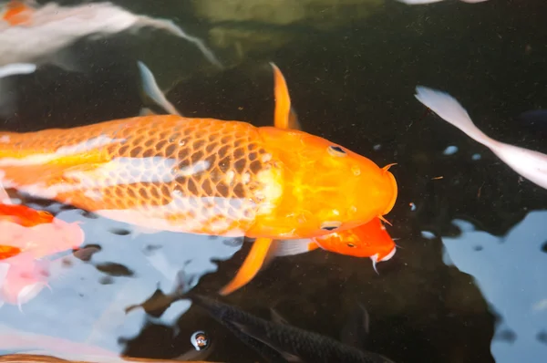 Koi o carpa de pescado chino en el agua — Foto de Stock