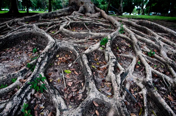 Kořeny stromu Ukázat přírodní pozadí konceptu — Stock fotografie