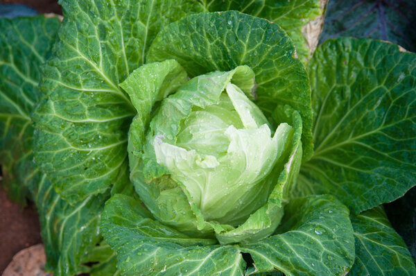 Fresh green cabbage