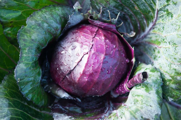 Φρέσκο μοβ λάχανο — Φωτογραφία Αρχείου