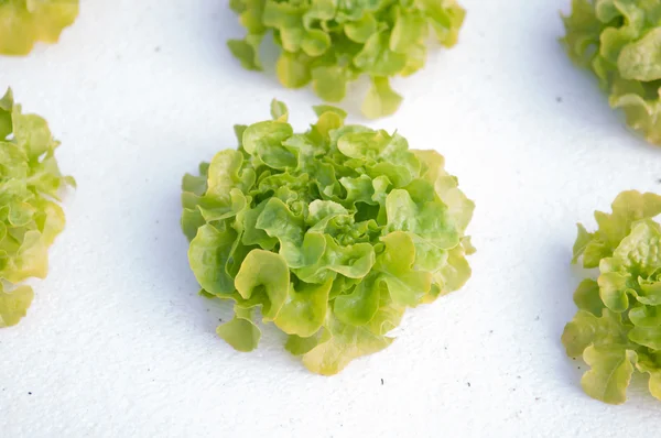 Hydroponics plantation — Stock Photo, Image