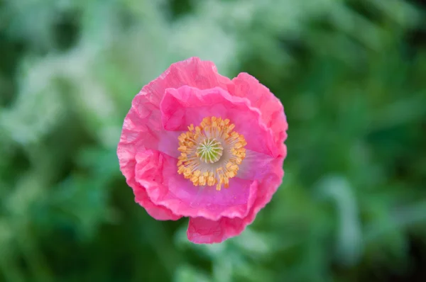 Pembe çiçek haşhaş