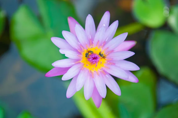 Purple waterlily flower and bee — Stock Photo, Image