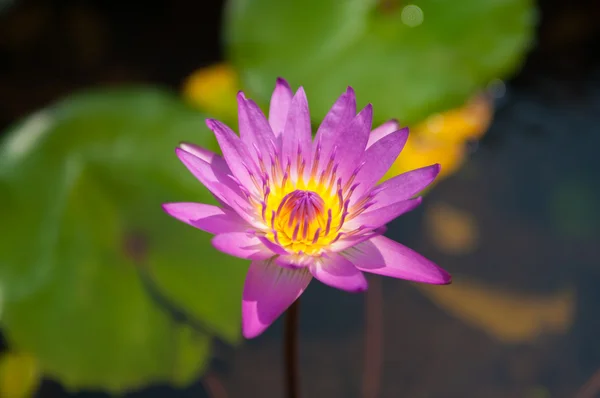 Flor de lírio aquático rosa — Fotografia de Stock