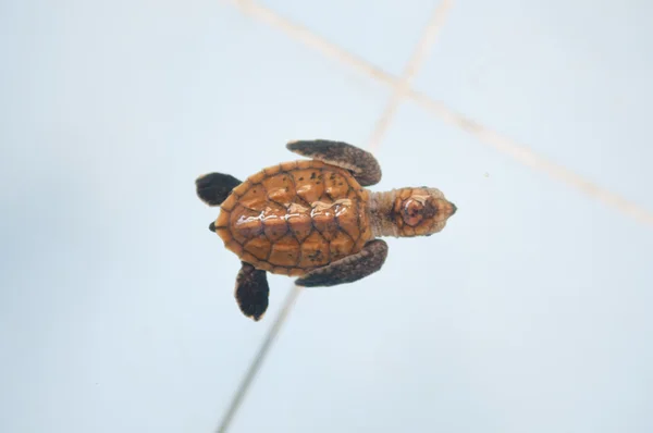 Kleine baby schildpadden in de kwekerij van thailand — Stockfoto