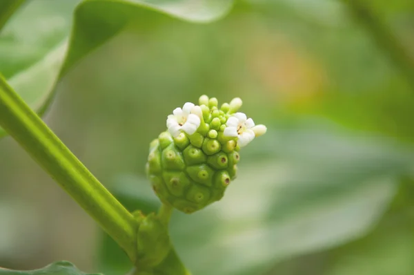 Geschlossene noni Blume — Stockfoto