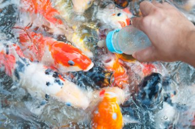 Çiftlikte Koi balığını süt şişesiyle beslemek