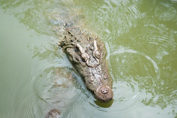 Cocodrilos en el agua —  Fotos de Stock