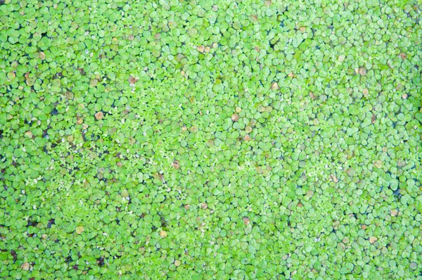 Closed up duckweed on water surface — Stock Photo, Image