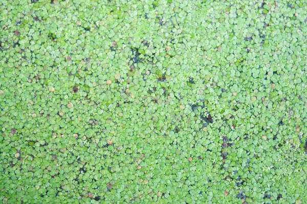 Closed up duckweed on water surface — Stock Photo, Image