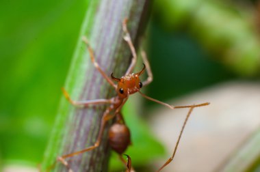 ağaç üzerinde kırmızı karınca kadar kapalı