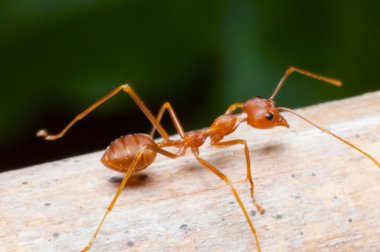 ağaç üzerinde kırmızı karınca kadar kapalı