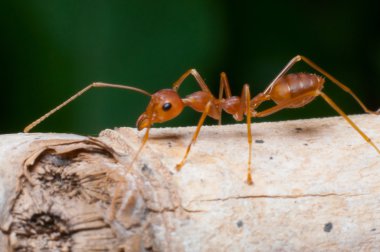 ağaç üzerinde kırmızı karınca kadar kapalı