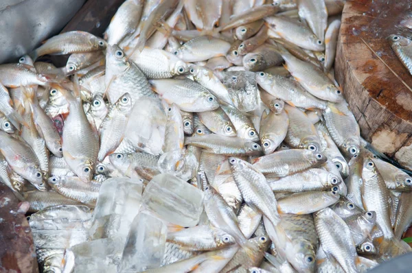 Balık taze balık kesim sürecinde kadar kapalı — Stok fotoğraf