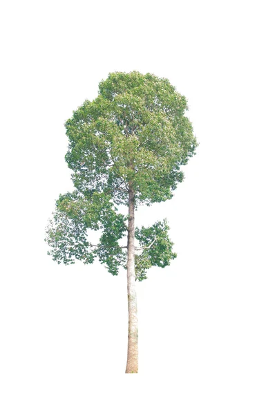 Isolato albero verde bello e alto su sfondo bianco — Foto Stock