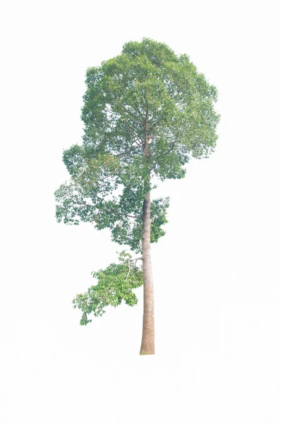 Isolé vert beau et grand arbre sur fond blanc — Photo