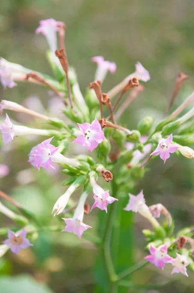 Geschlossene Tabakblüte — Stockfoto