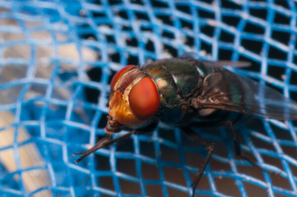 Fly on blue net