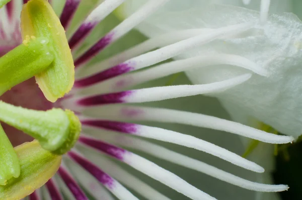 Closed up Fetid passionflower — Stock Photo, Image