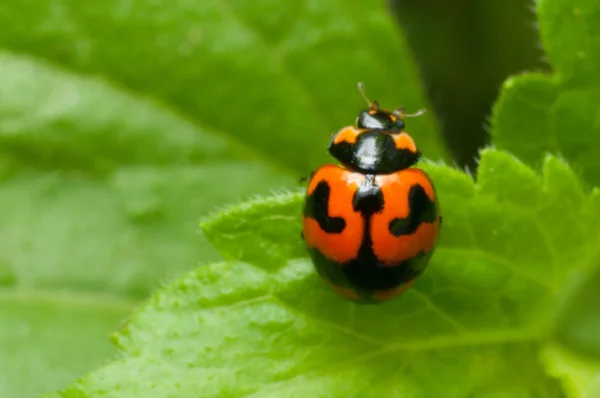 Beetle bug on green leaf — Stock Photo, Image