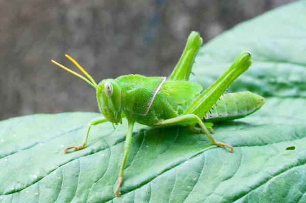 Helder groene sprinkhaan — Stockfoto