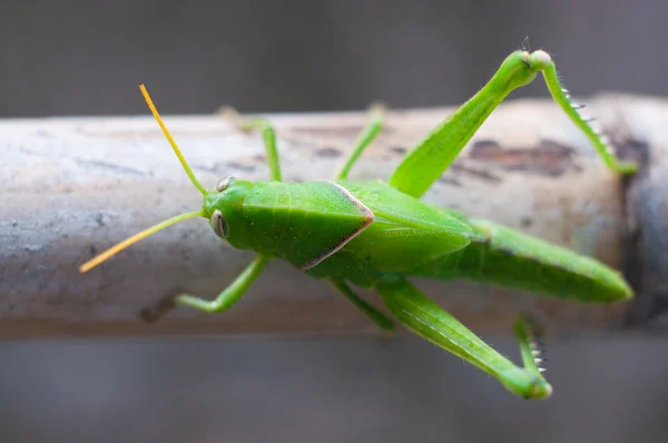 Helder groene sprinkhaan — Stockfoto