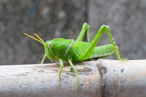 Helder groene sprinkhaan — Stockfoto