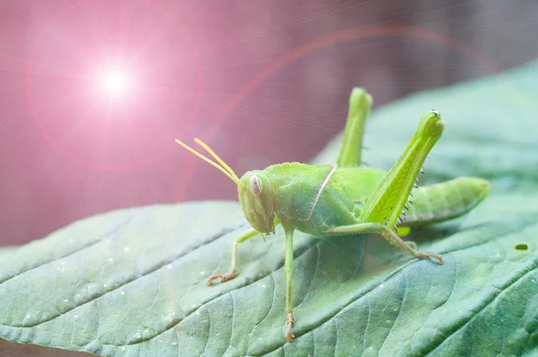 Bright green grasshopper — Stock Photo, Image