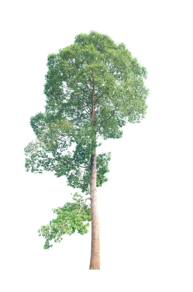 Isolé vert beau et grand arbre sur fond blanc — Photo