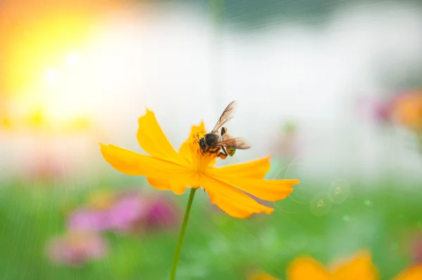 Пчела на пыльце желтого цветка и солнечного света — стоковое фото