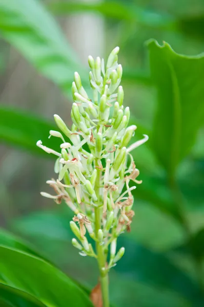 Flor de Galanga — Fotografia de Stock