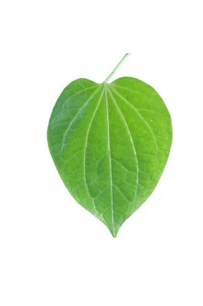 Wildbetal Leafbush — 图库照片