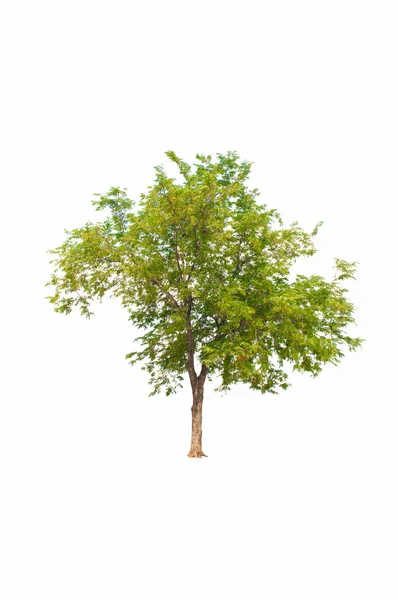 Απομονωμένες πράσινο δέντρο σε λευκό φόντο — Φωτογραφία Αρχείου