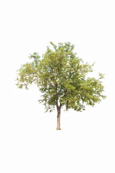 Isolerade gröna träd på vit bakgrund — Stockfoto
