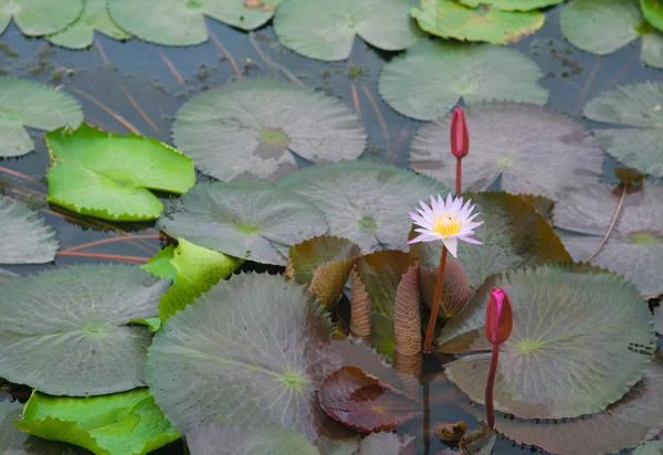 Kwiat lotosu na zielonym liściu — Zdjęcie stockowe