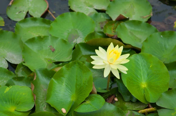 Цветок лотоса на зеленом листе — стоковое фото