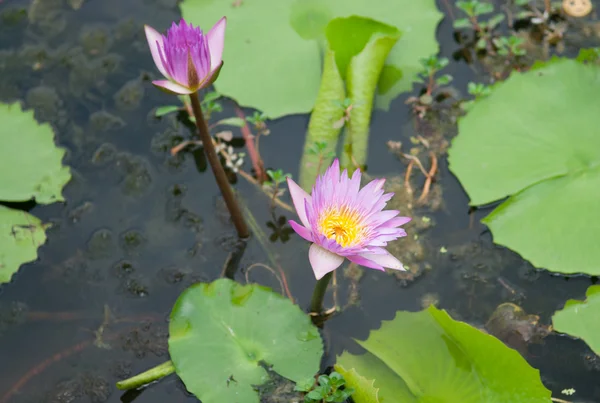 Flor de loto en hoja verde —  Fotos de Stock