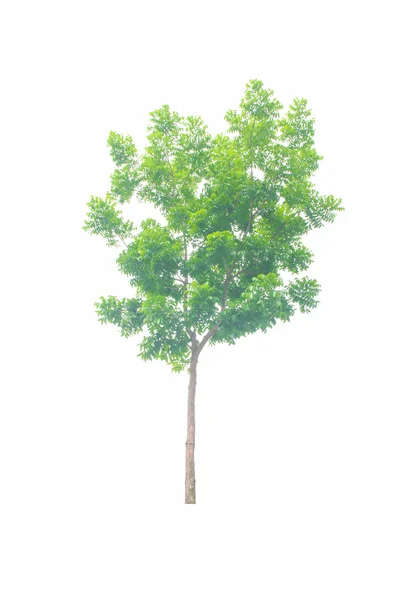 Grönt träd på vit bakgrund — Stockfoto