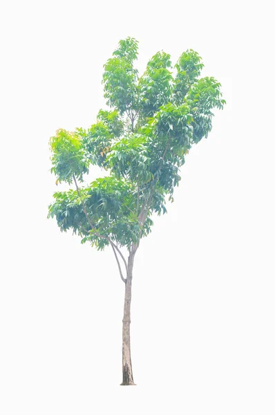 흰 배경에 있는 푸른 나무 — 스톡 사진