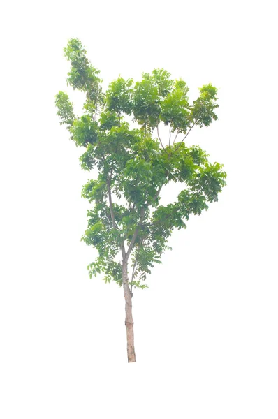 Grönt träd på vit bakgrund — Stockfoto